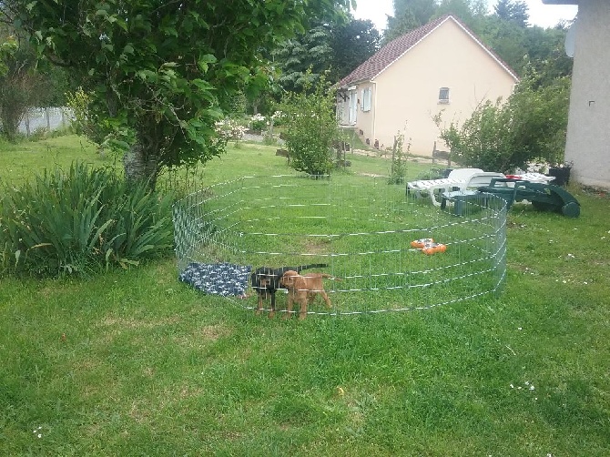 PETIT MAX AVEC SA COPINE MAGGY DANS LE JARDIN